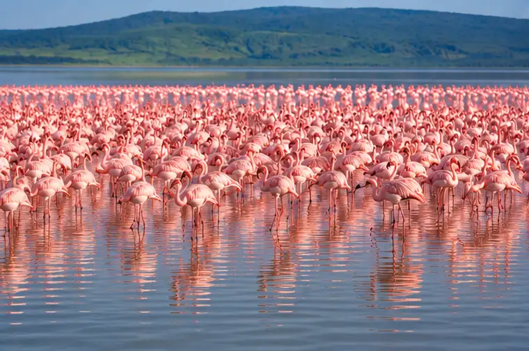 Pink flamingos at Lake Nakuru National Park Kenya