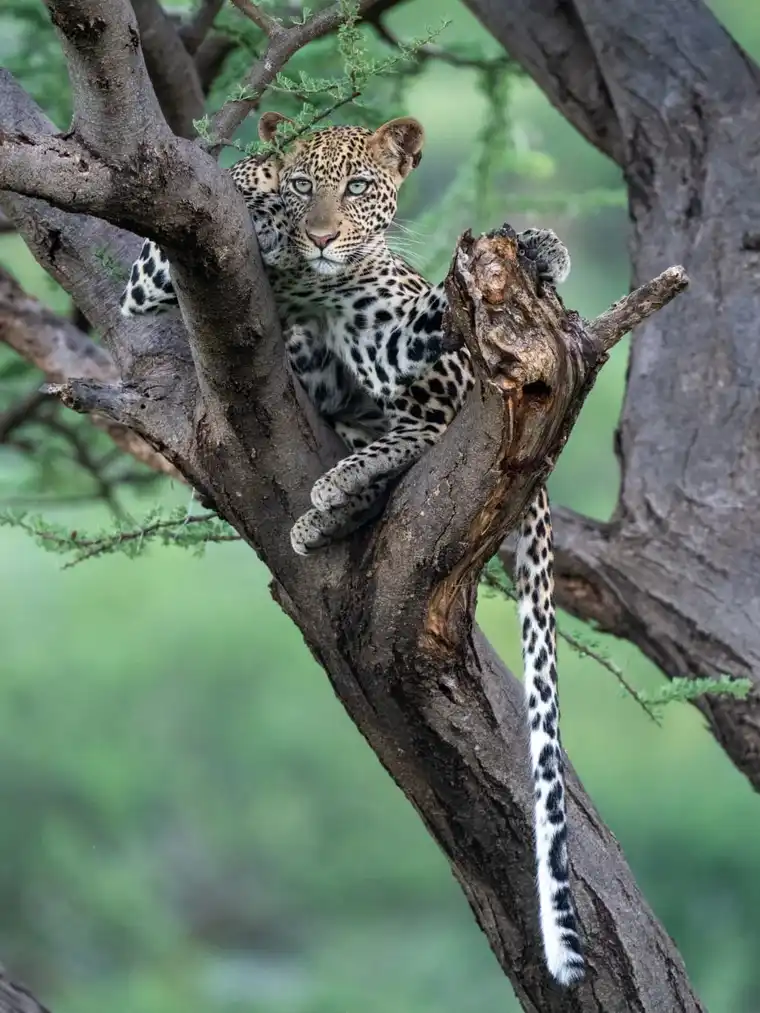 Leopard resting on a tree branch during a Tanzania safari