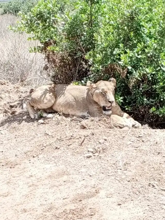 Lion overlooking the Serengeti plains during a Northern Tanzania safari