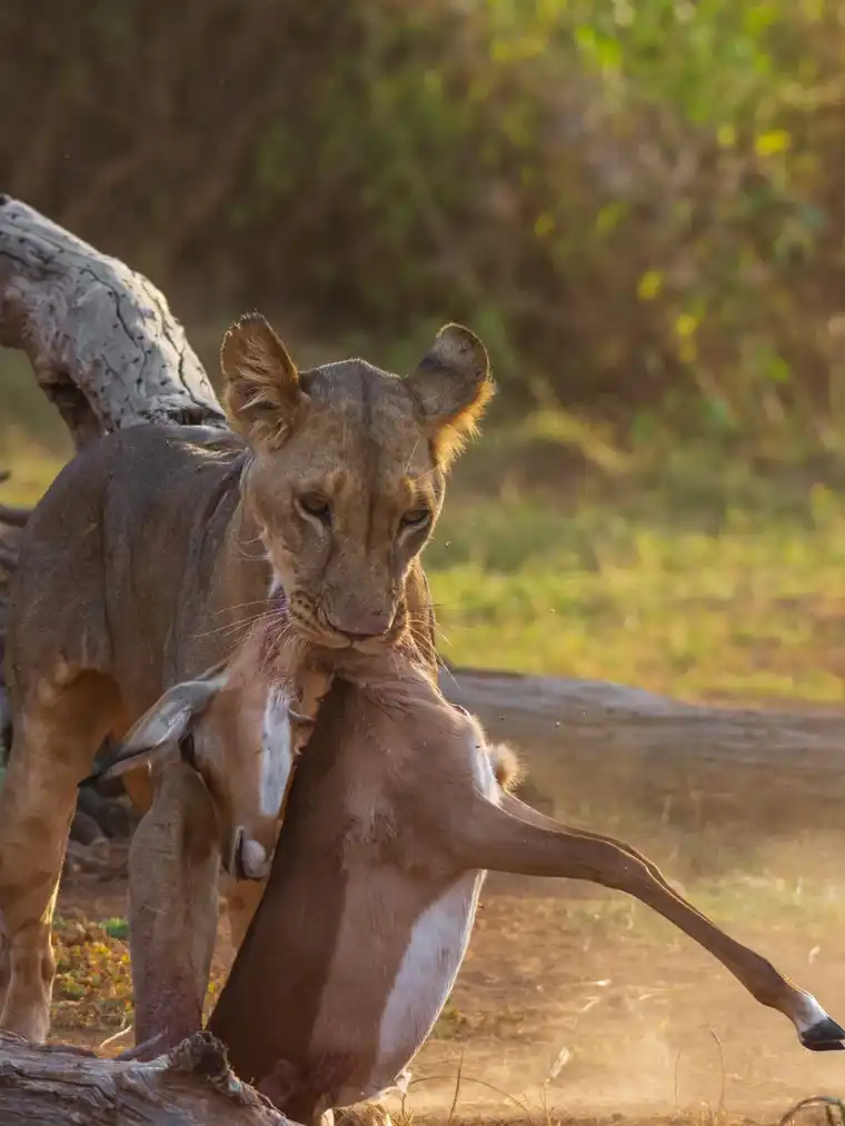 Lion feeding on an impala kill in the Tanzania wilderness
