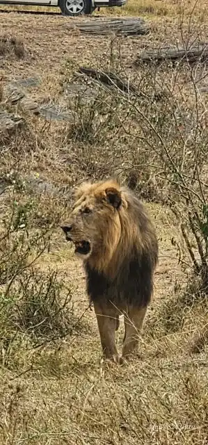 Lions resting in the savannah grasslands of Mikumi National Park Tanzania