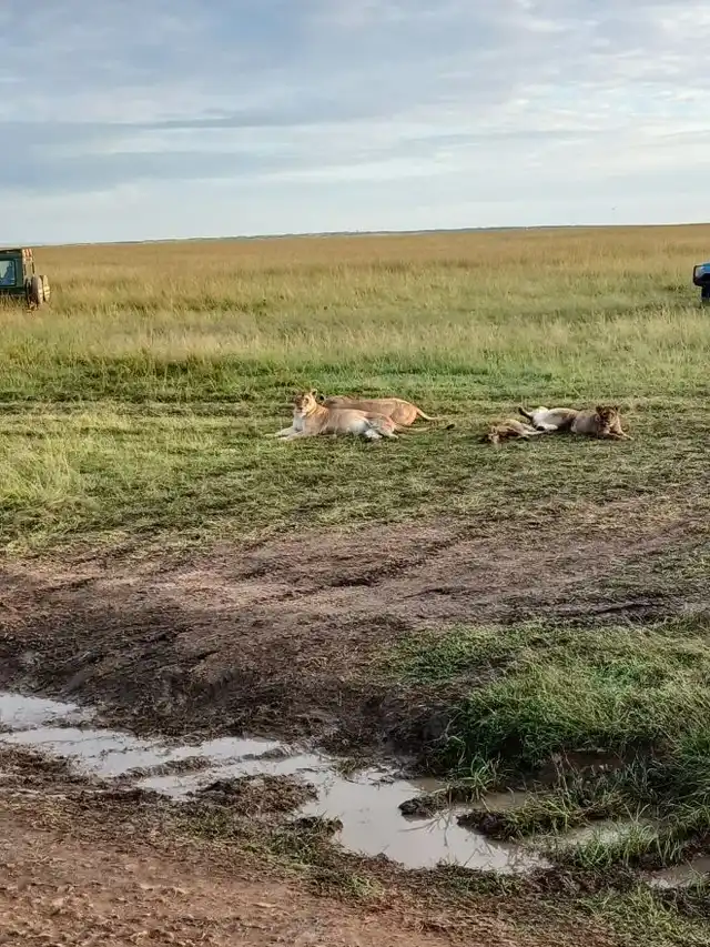 3 Day Serengeti Group Tour from Arusha in Tanzania