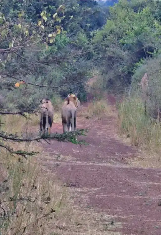 3 Days Tanzania Sharing Safari – Serengeti & Ngorongoro
