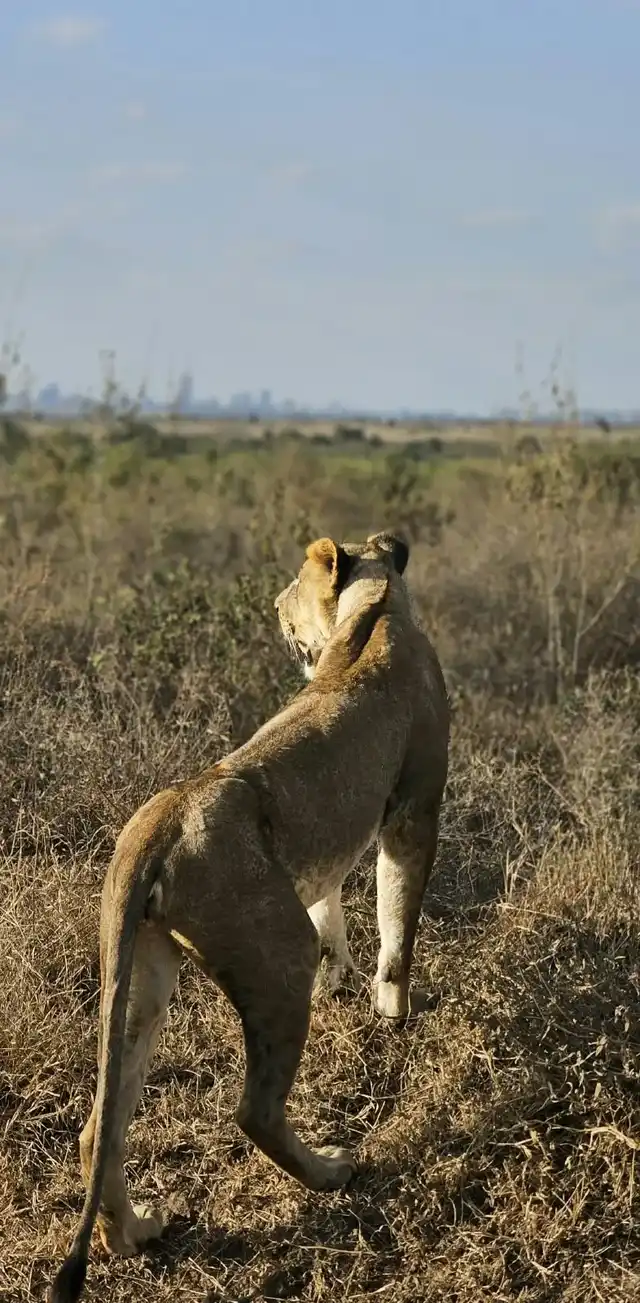 Male lion resting in Ruaha National Park, Tanzania