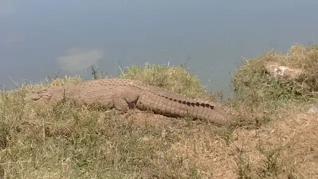 Nile crocodile resting near the water in Lake Manyara National Park Tanzania