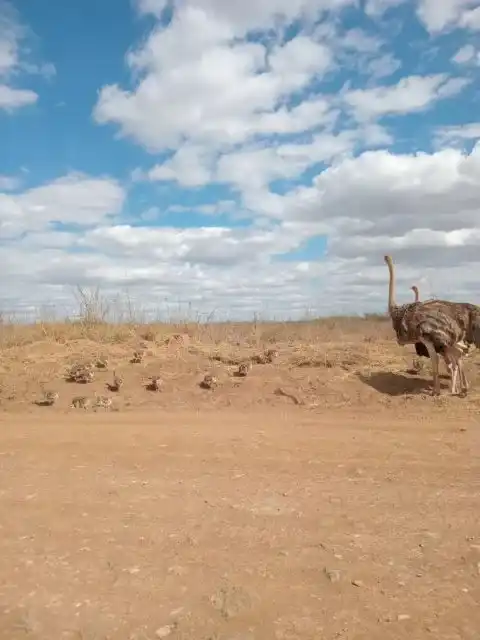 Ostrich on the open grasslands of the Masai Mara during a luxury Kenya safari