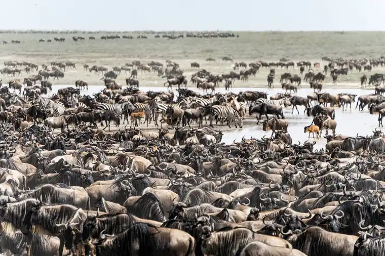 Wildebeest migration in Masai Mara