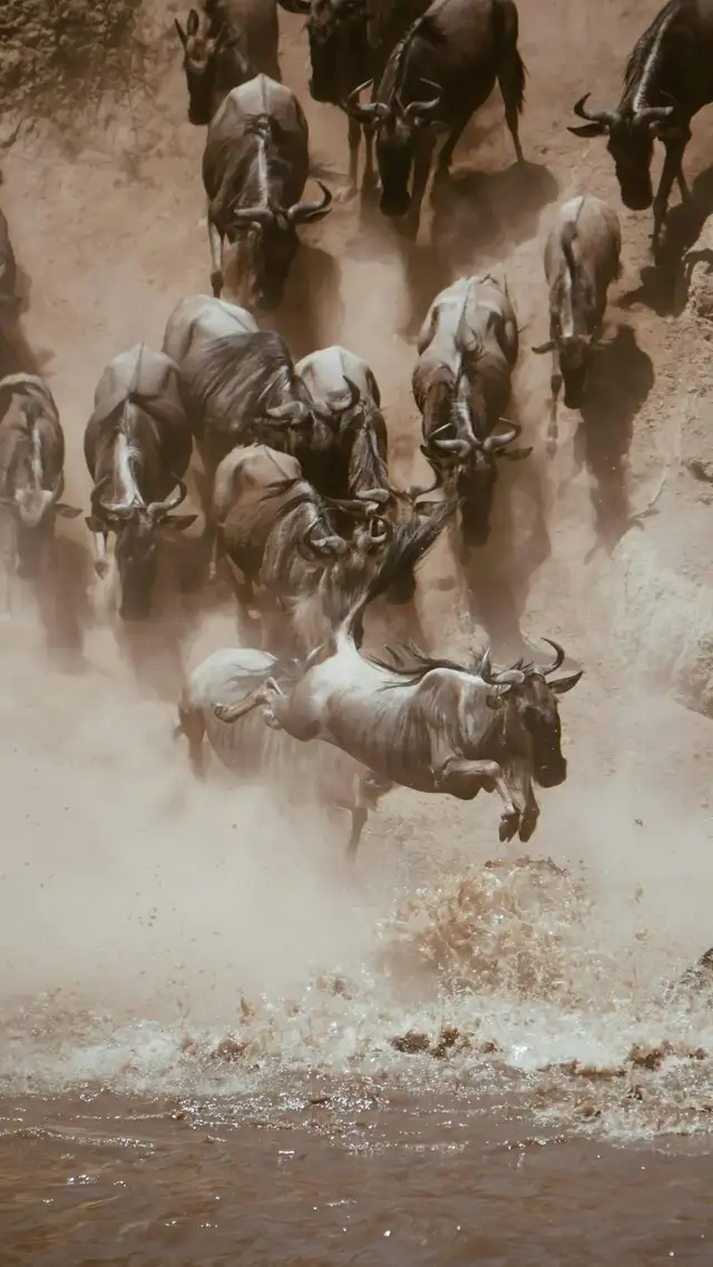 Wildebeest Migration river Jump