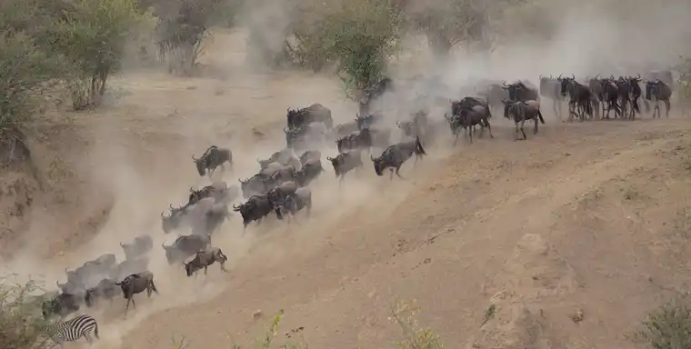 Wildebeest Migration heard movement