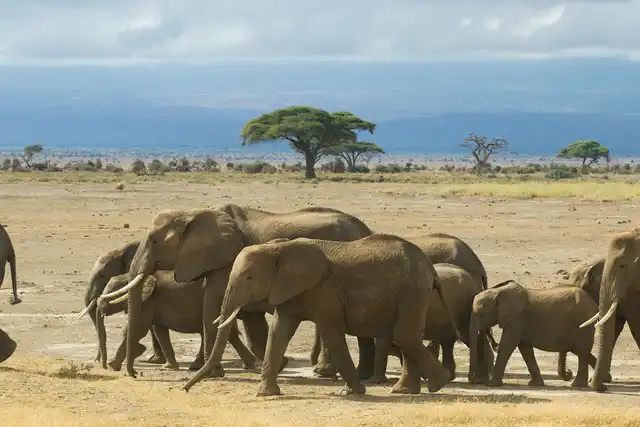 Elephants in Amboseli