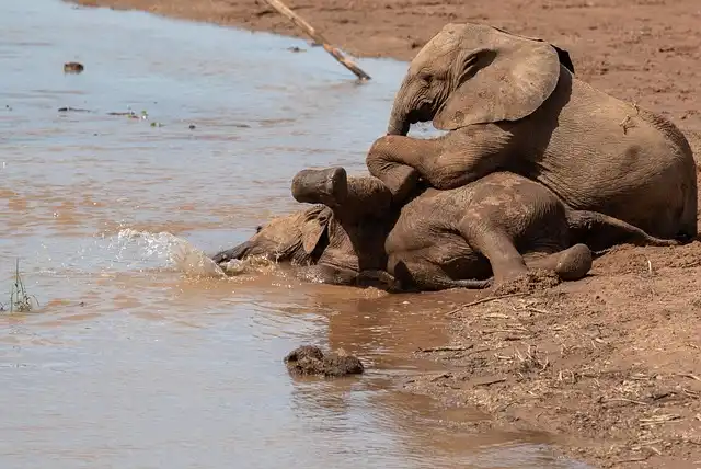 Samburu National Reserve Safaris