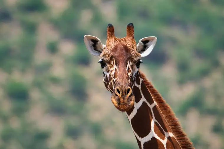 Samburu National Reserve