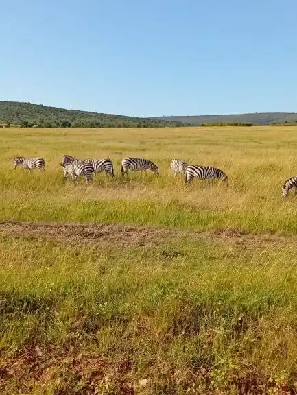 4-day Serengeti and Ngorongoro group safari in Tanzania
