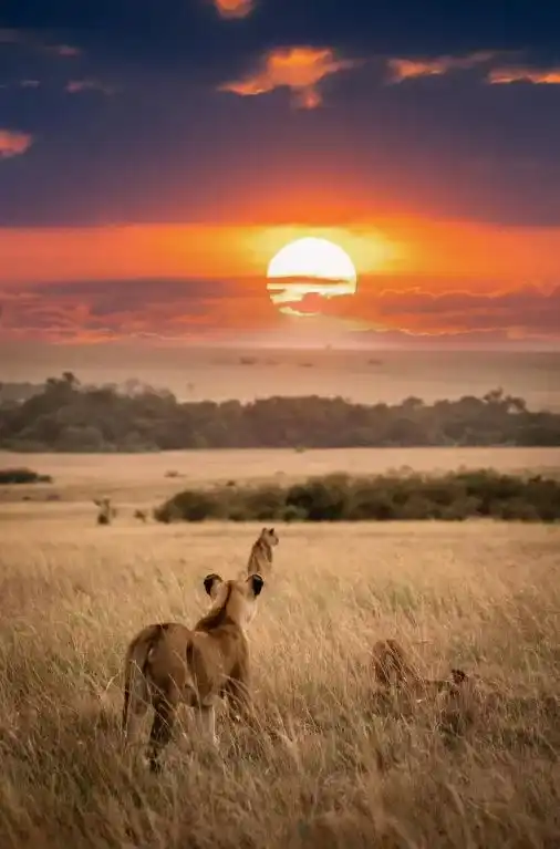 4 days Serengeti tour from Zanzibar with wildlife on the open plains