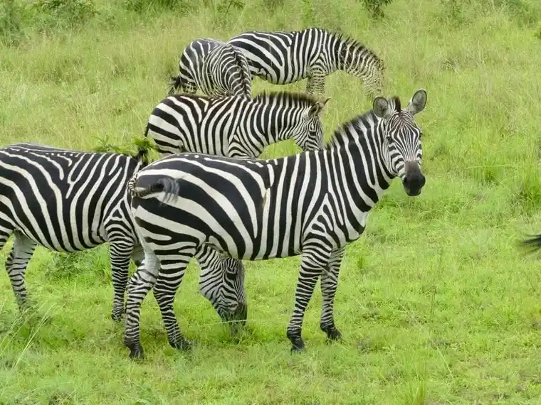 Amboseli National Park
