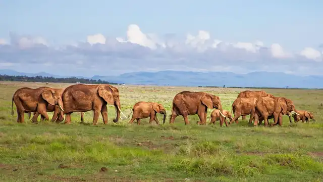 Elephant herd walking beneath Mount Kilimanjaro in Amboseli National Park during an 8 Days Kenya Wildlife Safari.