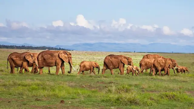 Elephant herd walking beneath Mount Kilimanjaro in Amboseli National Park during an 8 Days Kenya Wildlife Safari.