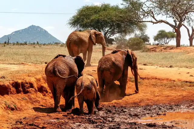 Ultimate Tsavo East Day Trip From Kenya Coast 2026/2027/2028