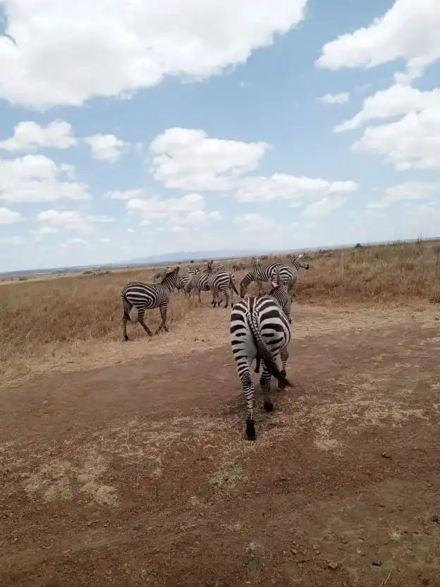 Zebras on the savannah during Tarangire National Park game drive