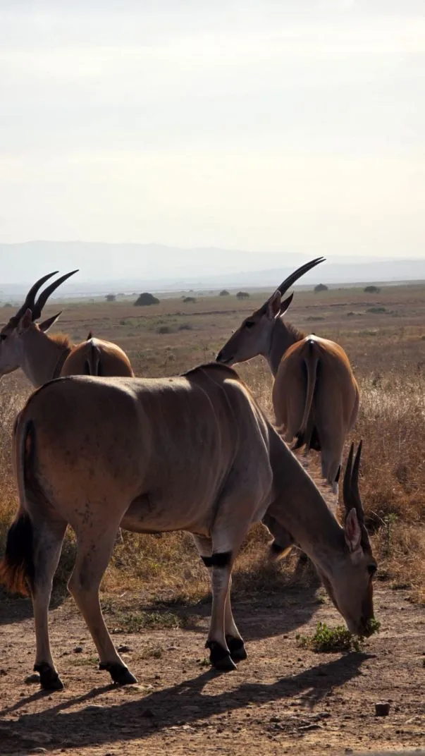4 Days Tarangire, Serengeti & Ngorongoro Safari