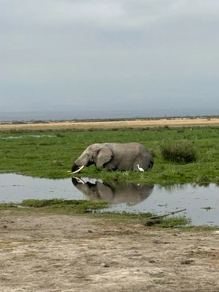 Amboseli huge elephant of a wetland