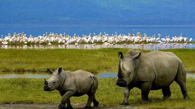 best-7-kenya-wildlife-cutural-tour-20260731-144007-979112.webp