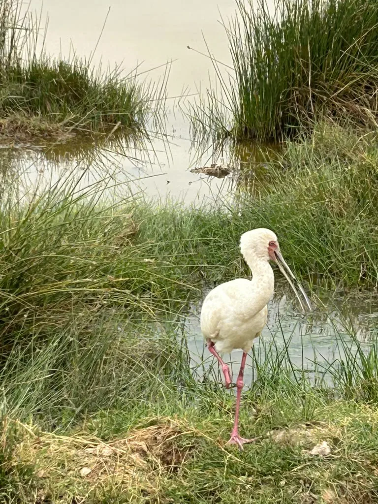 Birding watching in Amboseli