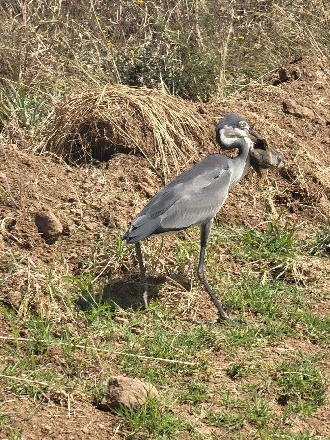 4 Days Tarangire, Serengeti & Ngorongoro Safari