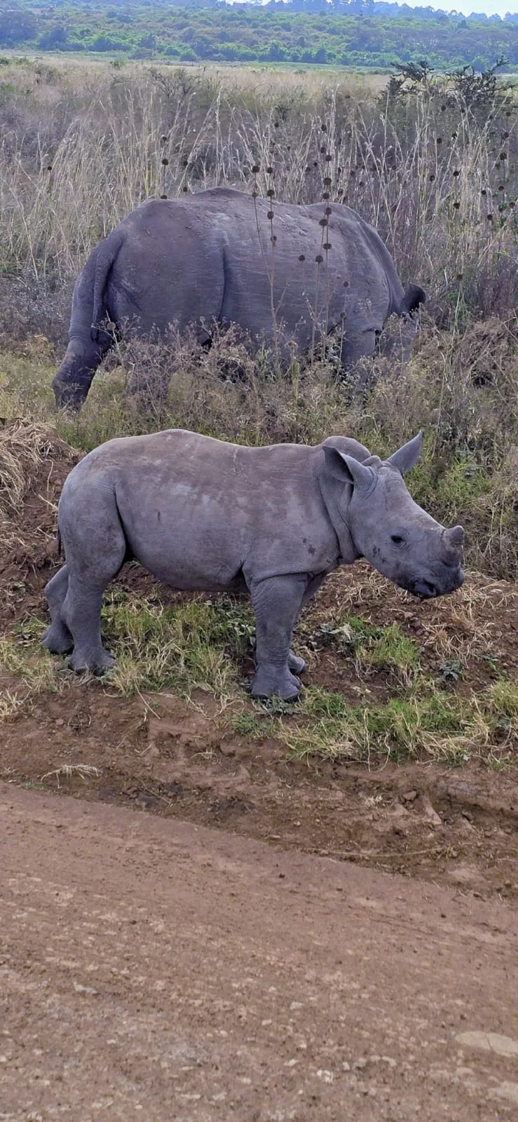 White rhino during a game drive in Meru National Park