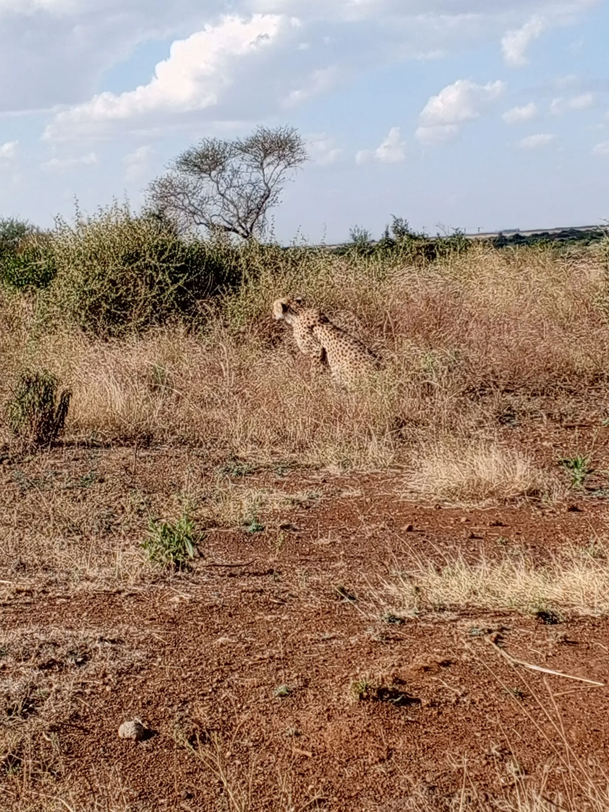 4 Days Tarangire, Serengeti & Ngorongoro Safari