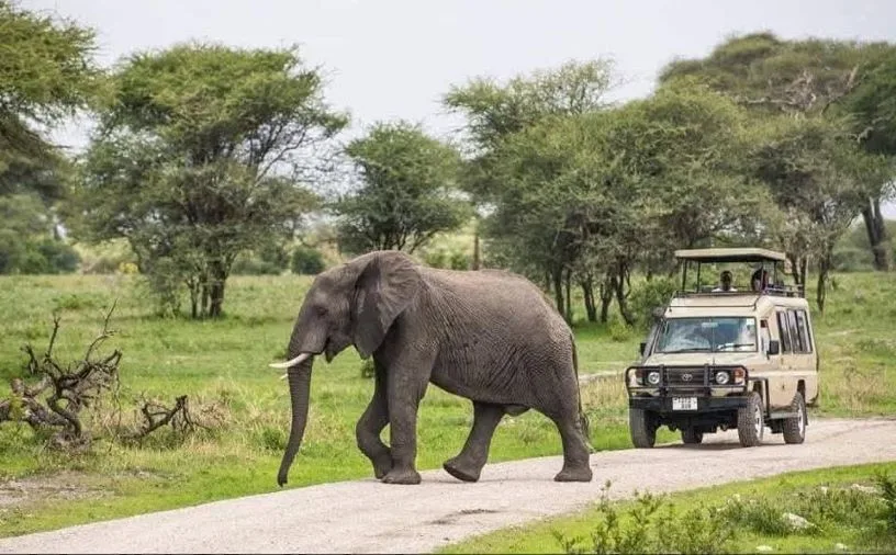 8 Days Kenya Migration Safari in Masai Mara with wildebeest crossing the Mara River.