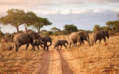 elephants-crossing-the-serengeti-plains-on-a-tanzania-wildlife-safari-20260921-104823-c37ab5.webp