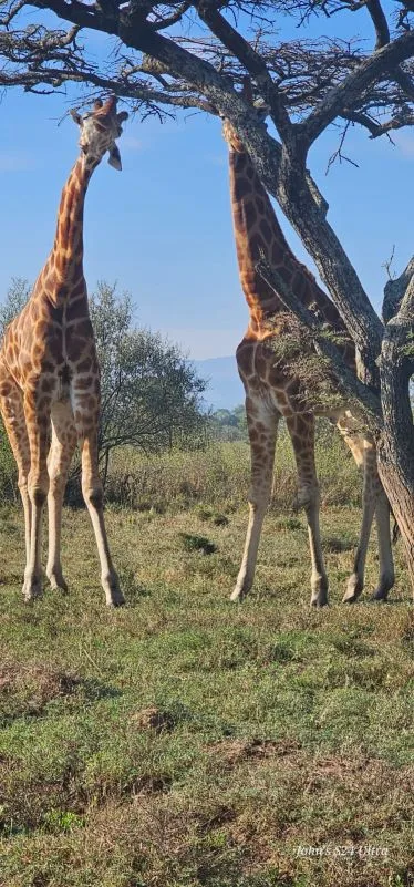 Maasai giraffes browsing acacia trees during a Tarangire wildlife safari