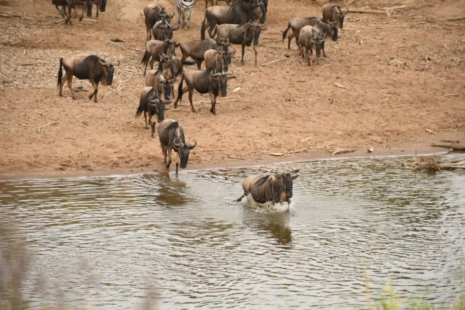 Great Migration in Kenya