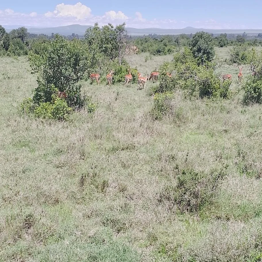 Group safari game drive in Tarangire National Park