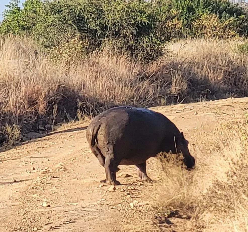 Black rhino on the Ngorongoro Crater floor