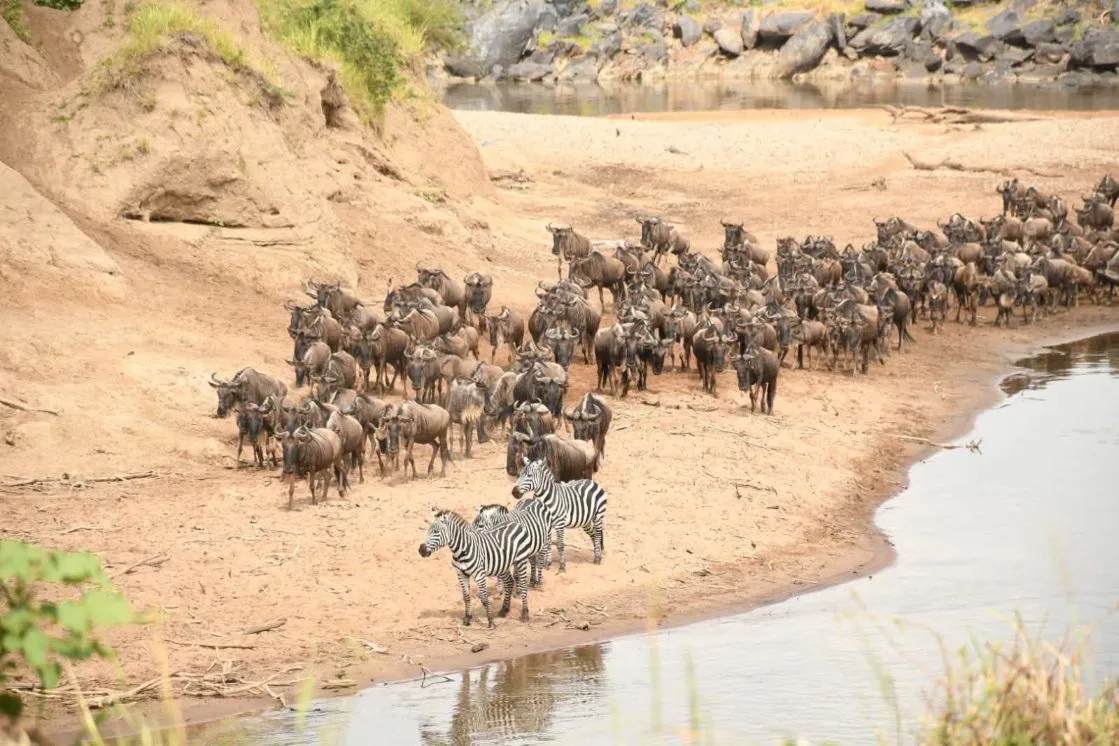 Kenya Big Five & Beach Safari Tour