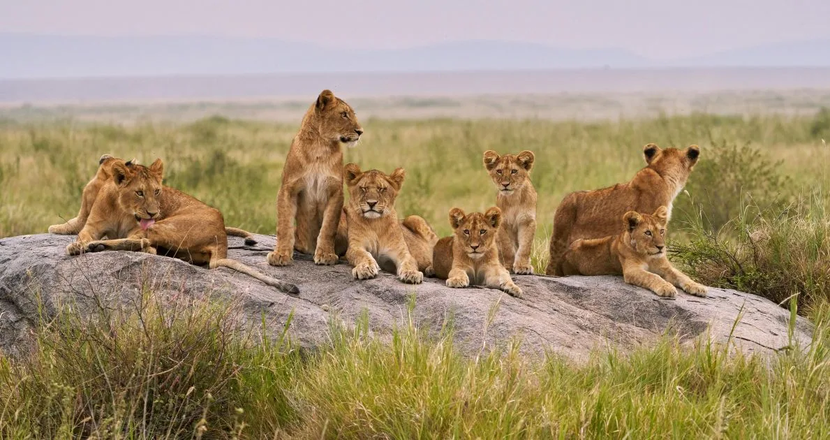 Pride of lions resting in Serengeti National Park, Tanzania