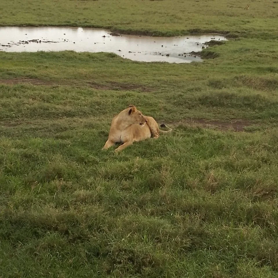 4-day Serengeti and Ngorongoro group safari in Tanzania