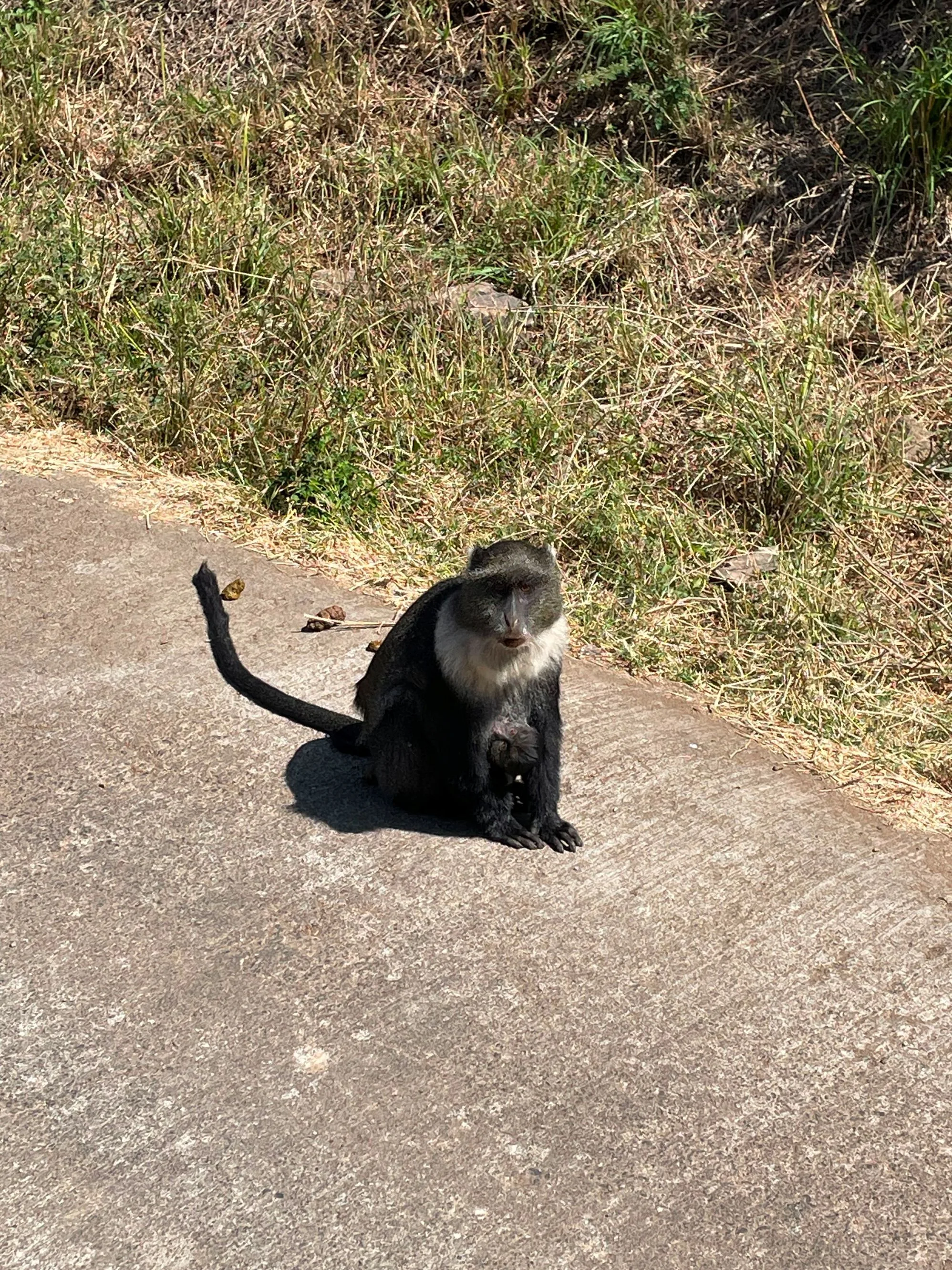 4 Days Tarangire, Serengeti & Ngorongoro Safari