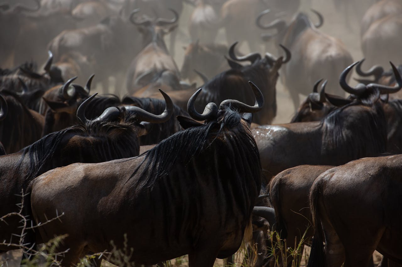 4 Day Great Migration Safari in Masai Mara Kenya with wildebeest river crossing