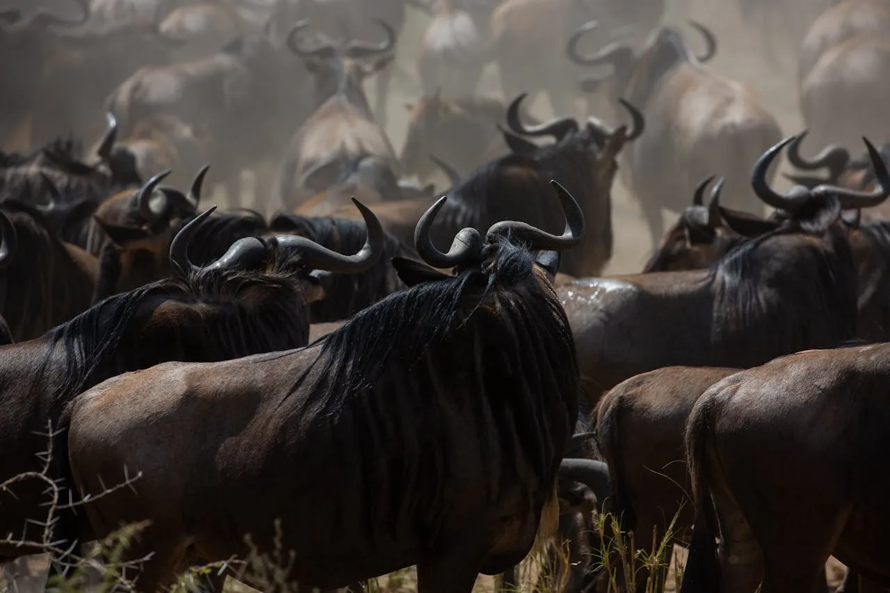 7 Days Kenya Big five Tour