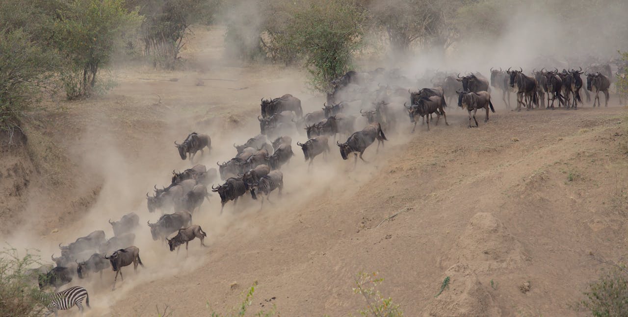 4 Day Great Migration Safari in Masai Mara Kenya with wildebeest river crossing