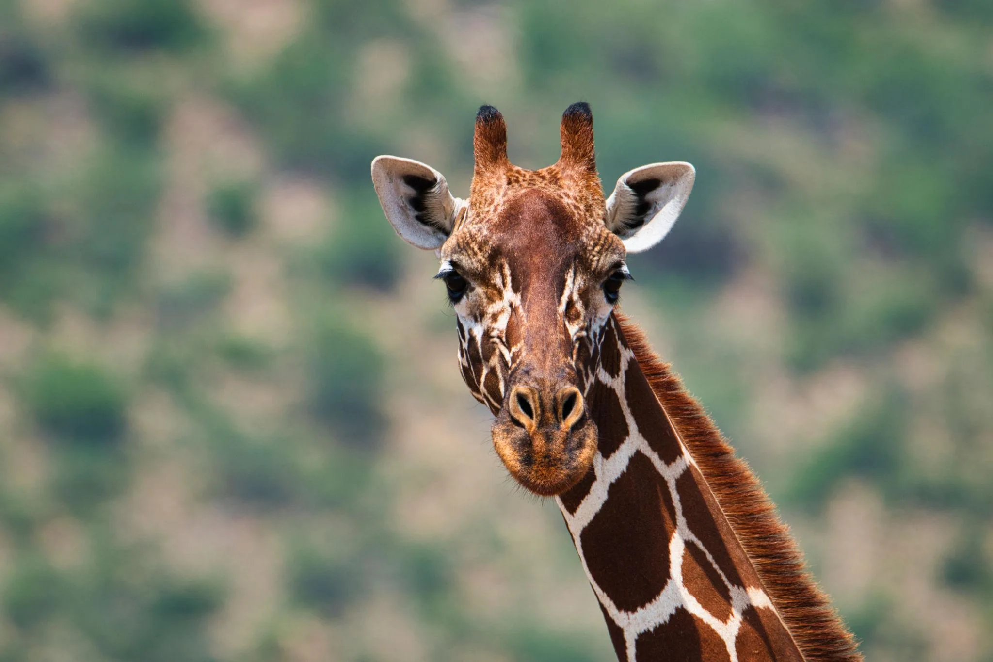 Giraffe during a walking safari on Crescent Island Lake Naivasha