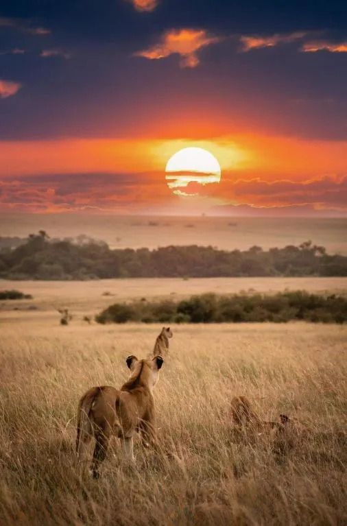 Hot air balloon flying over the Serengeti plains at sunrise