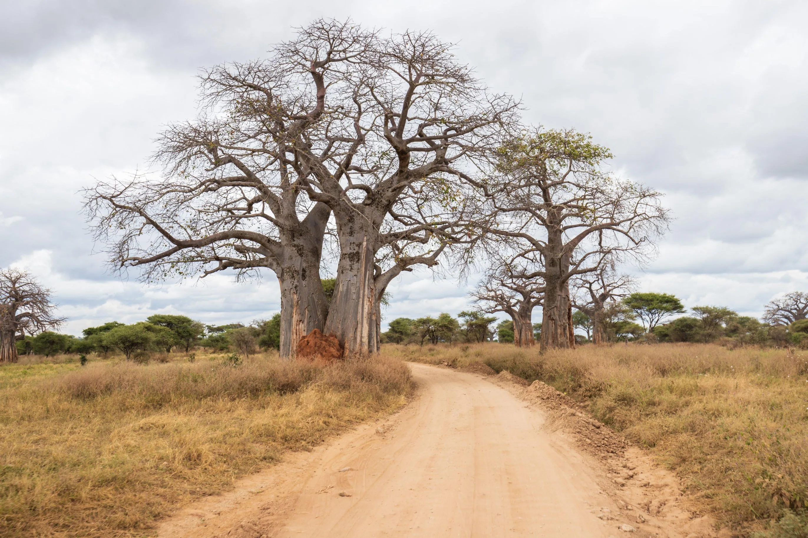 2 Days Tarangire and Ngorongoro Group Safari in Tanzania