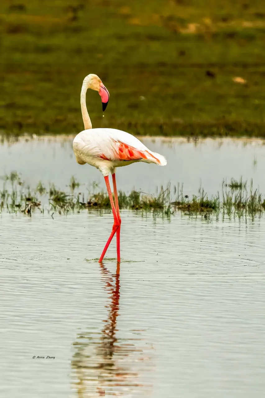6 Days Kenya Family Safari Packages
