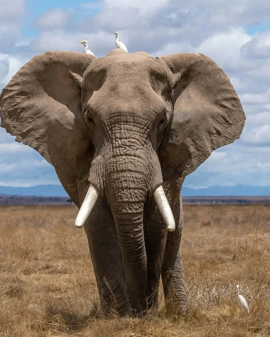 Best Amboseli Day Tour from Nairobi