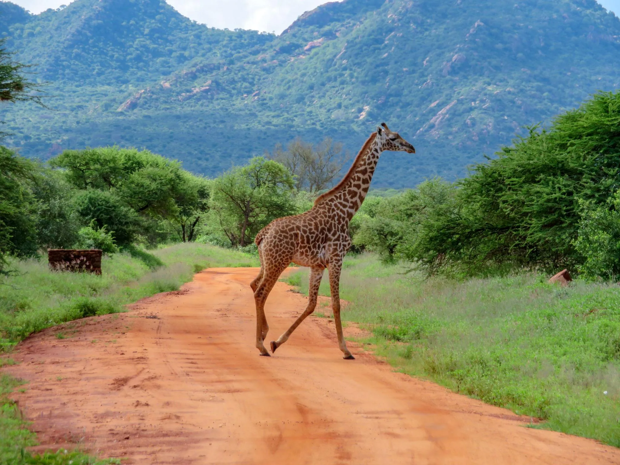 3 Days Amboseli Safari From Mombasa