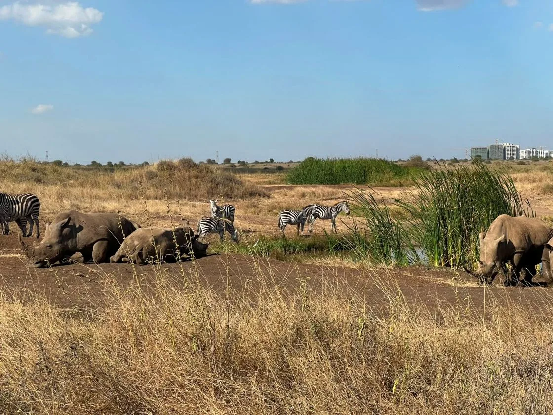5 Days Tanzania Northern Circuit Safari – Tarangire, Serengeti & Ngorongoro